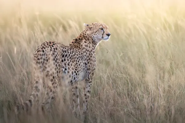 Cheetah in Golden Grass, wall art by Gustavo Costa