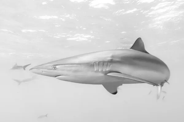 Graceful Ocean Shark, wall art by Gustavo Costa