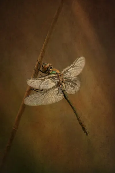 Delicate Dragonfly Resting, wall art by Liliane Lathouwers
