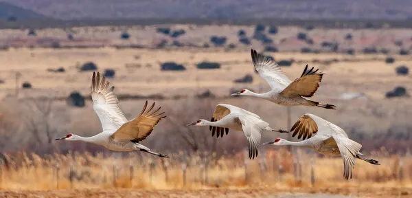 Graceful Crane Flight, wall art by Guy Wilson