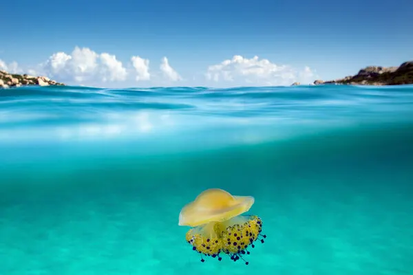 Turquoise Ocean Jellyfish, wall art by Roberto Sysa Moiola