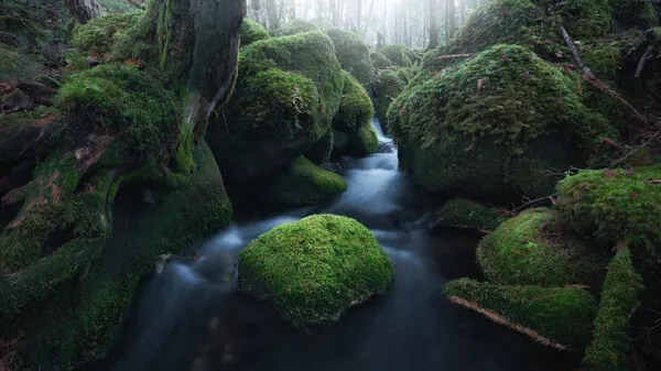 Misty Mossy Stream, wall art by Masaki Sugita