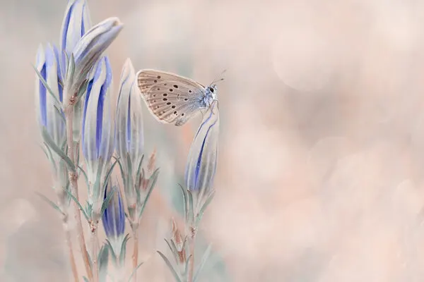 Pastel Butterfly and Buds, wall art by Wil Mijer