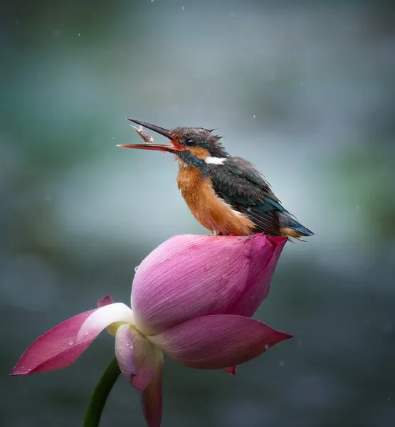 Kingfisher on Pink Lotus, wall art by Yezimao
