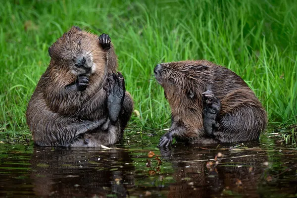 Busy Beavers Grooming, wall art by Liliane Lathouwers