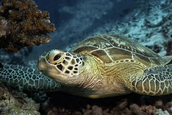Serene Sea Turtle, wall art by Ido Meirovich