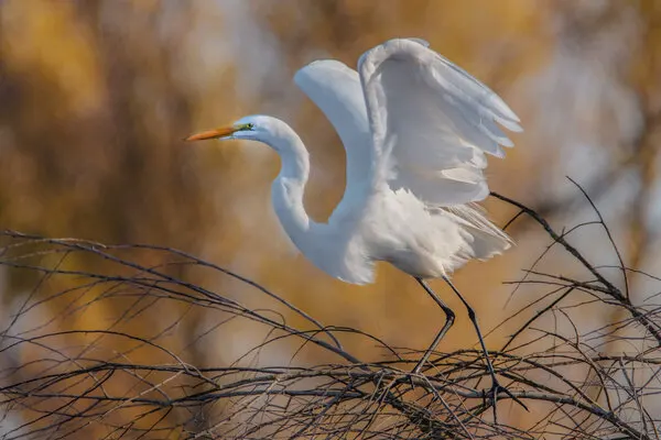 Graceful Egret Landing, wall art by Wei Liu