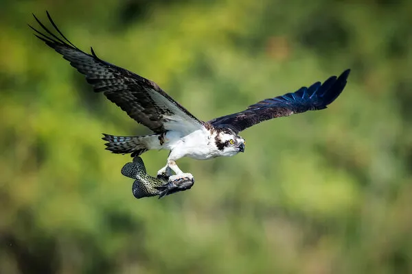 Osprey Flying With Fish, wall art by David H Yang