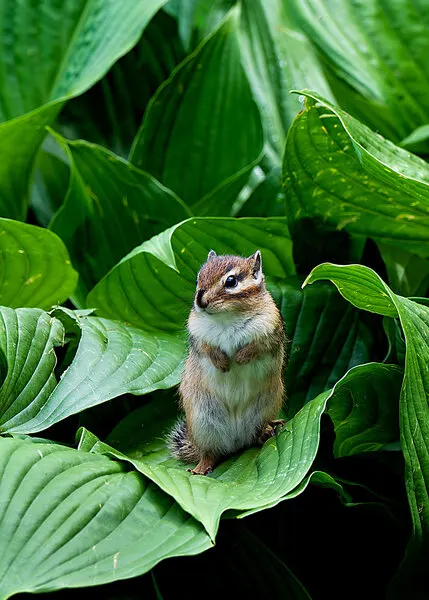 Little Chipmunk In Leaves, wall art by Hidenori Sono
