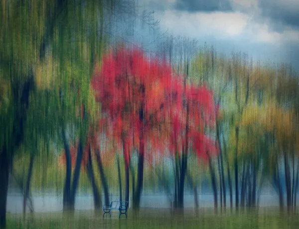 Dreamy Autumn Trees, wall art by Shelley Quarless