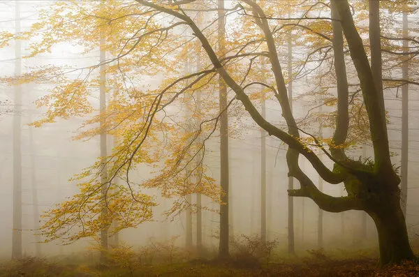 Misty Autumn Forest, wall art by Juan Antonio Palacios