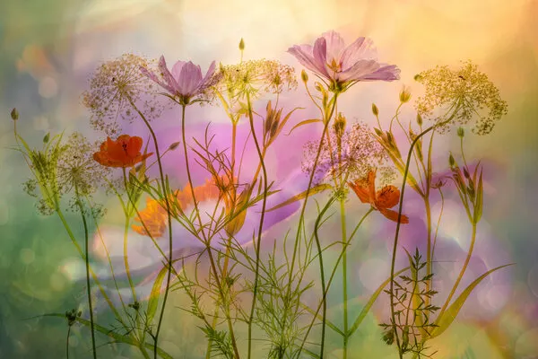 Soft Floral Dream, wall art by Hilda van der Lee