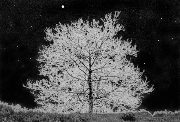 Starlit Winter Tree, wall art by Huib Limberg