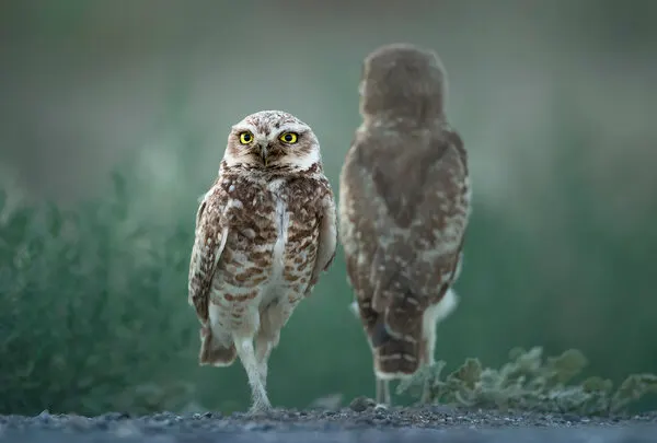 Watchful Burrowing Owls, wall art by Fion Wong