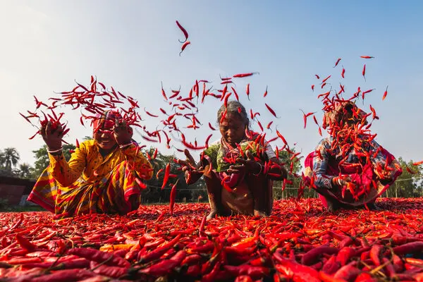 Red Chili, wall art by Prithul Das