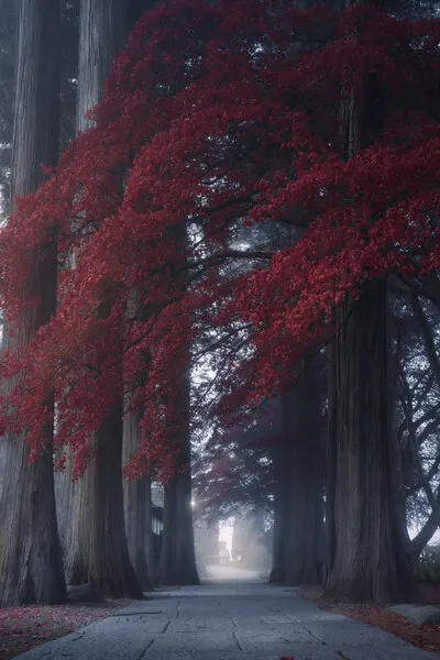 Enchanted Autumn Path, wall art by Masaki Sugita