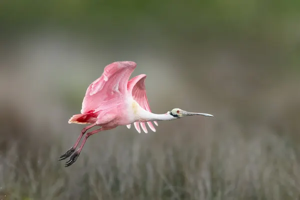 Pink Spoonbill Flying, wall art by Yu Mao