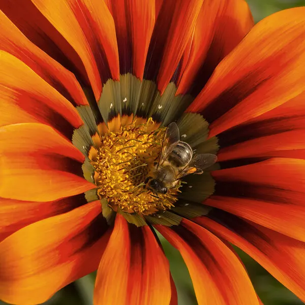 Busy Bee on Orange Flower, wall art by Ugur Erkmen