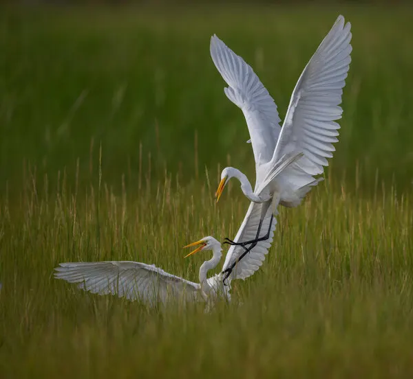 Dynamic Egret Display, wall art by Xiaobing Tian