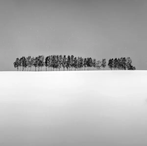 Snowy Horizon Trees, wall art by Jana Luo