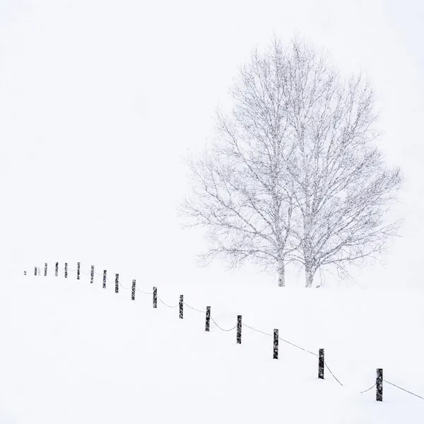 Silent Winter Trees, wall art by Jana Luo