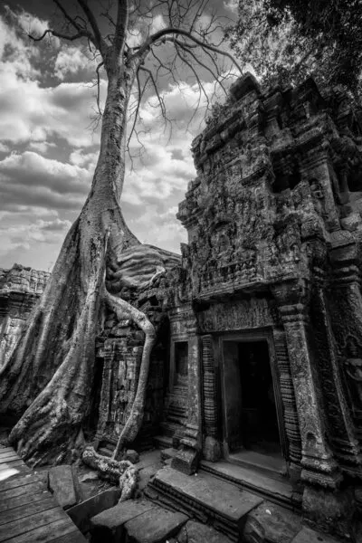 Ancient Temple Tree Roots, wall art by Angel Villalba