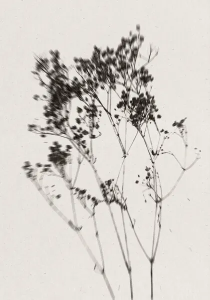 Delicate Plant Silhouette, wall art by THE MIUUS STUDIO