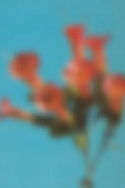 Soft Focus Trumpet Flowers, wall art by THE MIUUS STUDIO
