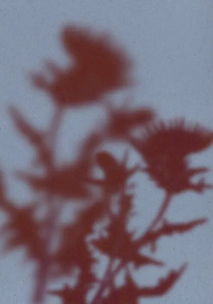 Ethereal Flower Shadows, wall art by THE MIUUS STUDIO