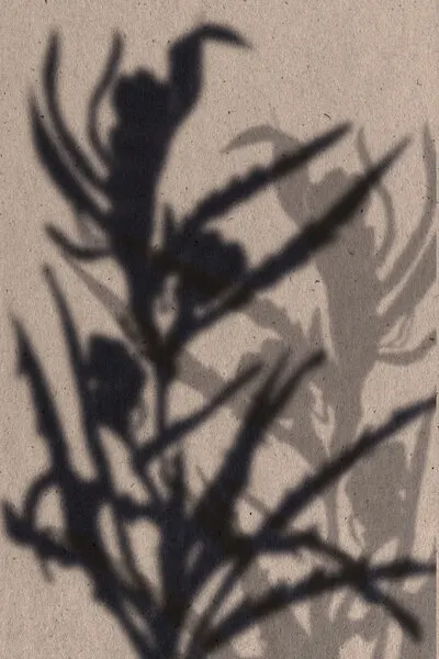 Soft Plant Shadows, wall art by THE MIUUS STUDIO