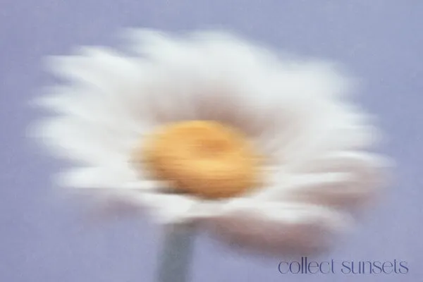 Dreamy White Bloom, wall art by Treechild