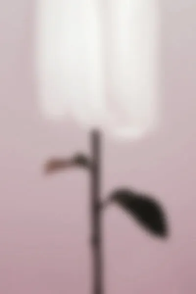 Soft Pink Plant Blur, wall art by Pictufy Studio III