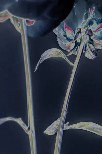 Glowing Floral Dream, wall art by Pictufy Studio III