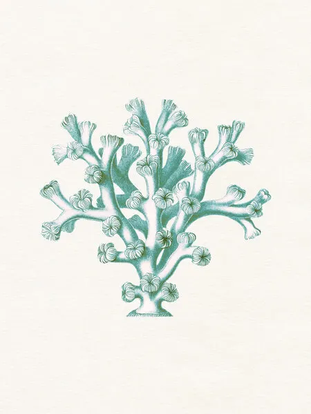 Vintage Teal Coral, wall art by Wild Violets