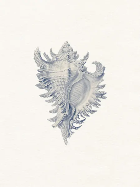 Intricate Seashell Study, wall art by Wild Violets