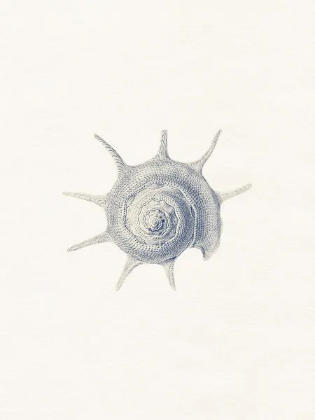 Vintage Spined Shell, wall art by Wild Violets