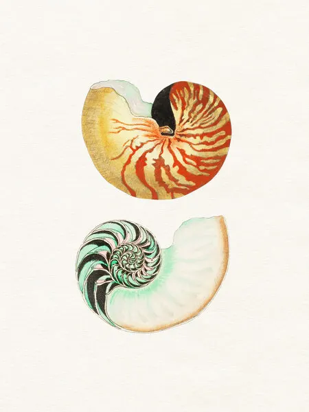 Nautilus Shell Cross Sections, wall art by Wild Violets